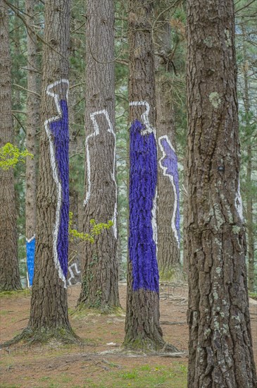 Painted tree trunks
