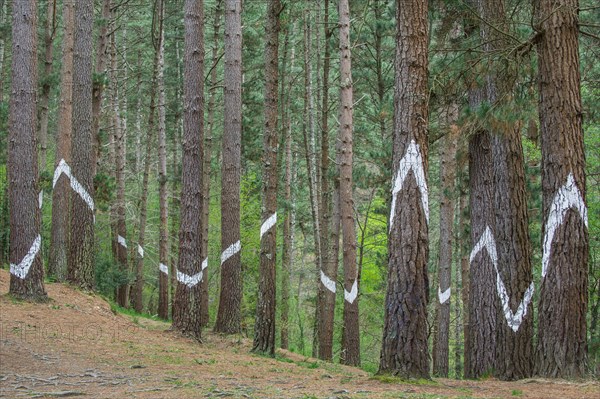 Painted tree trunks