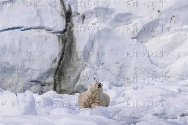 Polar bear (Ursus maritimus) resting on ice floe in front of glacier wall