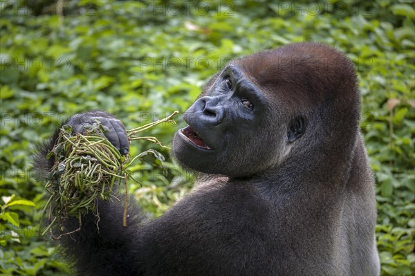 Western lowland gorilla (Gorilla gorilla gorilla)