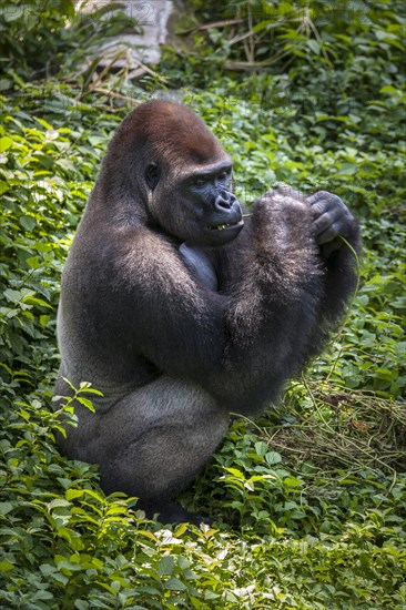 Western lowland gorilla (Gorilla gorilla gorilla)