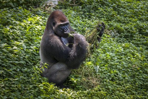 Western lowland gorilla (Gorilla gorilla gorilla)