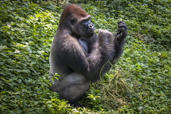 Western lowland gorilla (Gorilla gorilla gorilla)