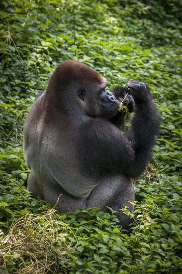 Western lowland gorilla (Gorilla gorilla gorilla)