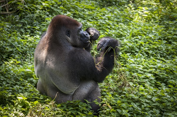 Western lowland gorilla (Gorilla gorilla gorilla)