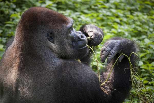 Western lowland gorilla (Gorilla gorilla gorilla)