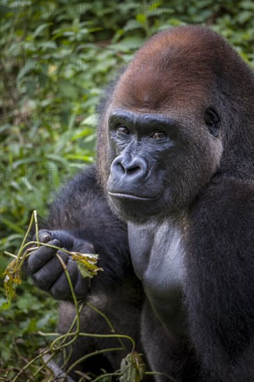 Western lowland gorilla (Gorilla gorilla gorilla)