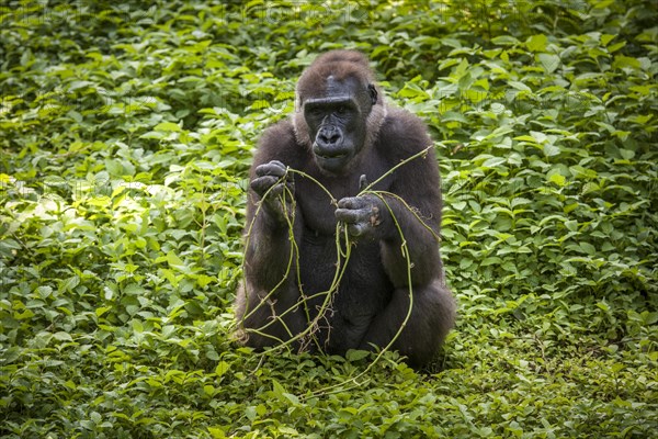 Western Lowland Gorilla (Gorilla gorilla gorilla)
