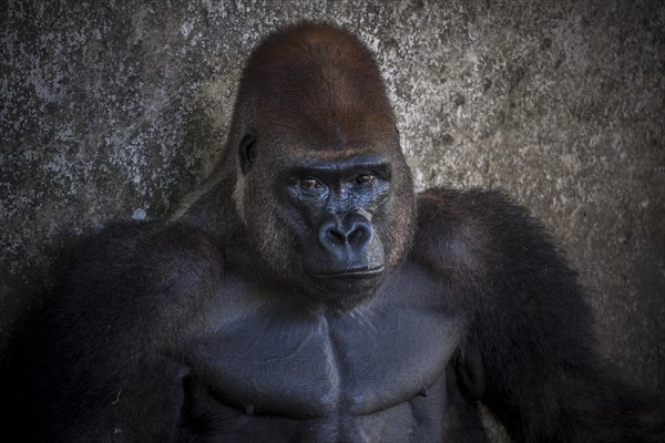 Western lowland gorilla (Gorilla gorilla gorilla)