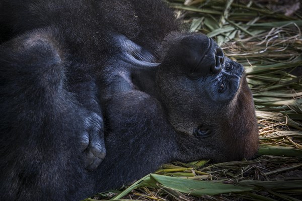 Western Lowland Gorilla (Gorilla gorilla gorilla)