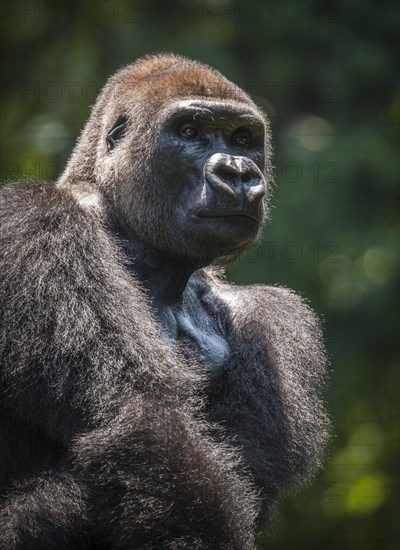 Western lowland gorilla (Gorilla gorilla gorilla)