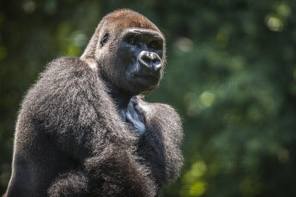 Western lowland gorilla (Gorilla gorilla gorilla)