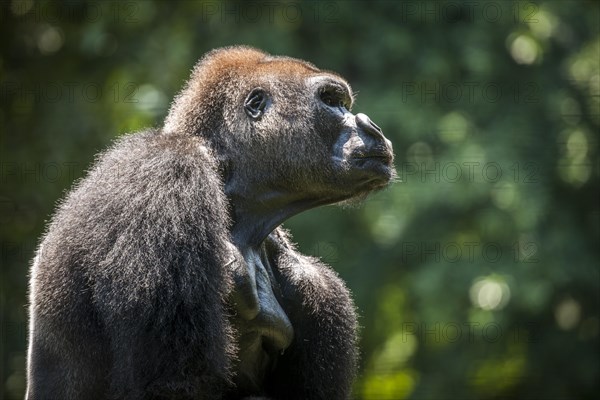 Western lowland gorilla (Gorilla gorilla gorilla)