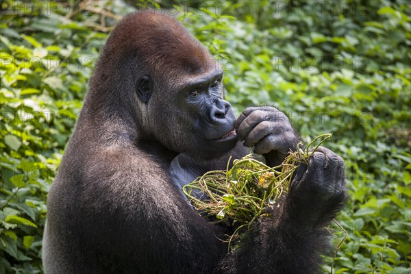 Western lowland gorilla (Gorilla gorilla gorilla)