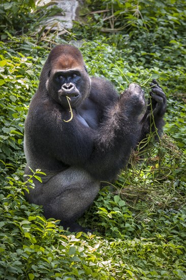 Western lowland gorilla (Gorilla gorilla gorilla)