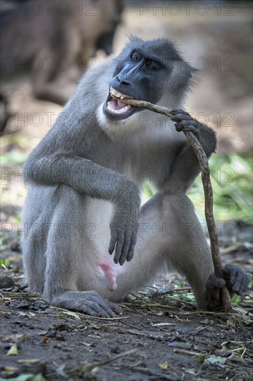 Drill (Mandrillus leucophaeus)