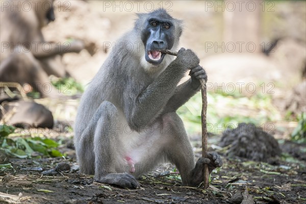 Drill (Mandrillus leucophaeus)