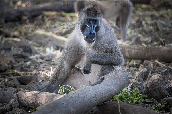 Drill (Mandrillus leucophaeus)