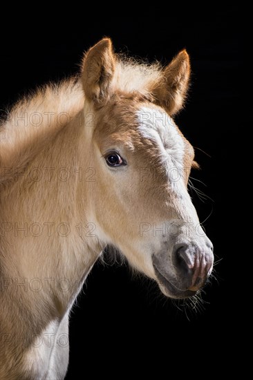 Haflinger Foal stallion