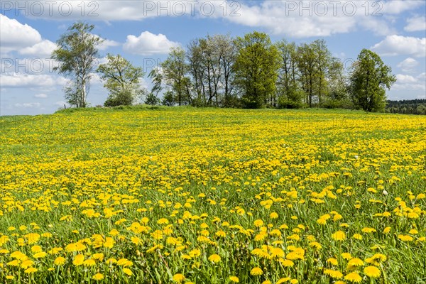 Landscape with trees and many yellow Dandelion flowers (Taraxacum officinale)