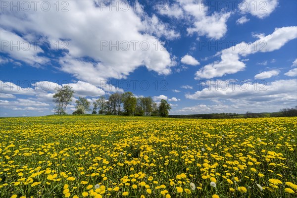 Landscape with trees and many yellow Dandelion flowers (Taraxacum officinale)