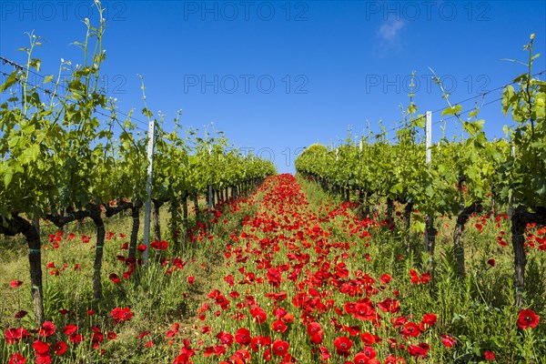 Typical green Tuscan landscape in Val d'Orcia with wineyards