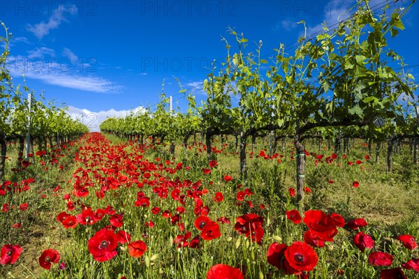 Typical green Tuscan landscape in Val d'Orcia with wineyards