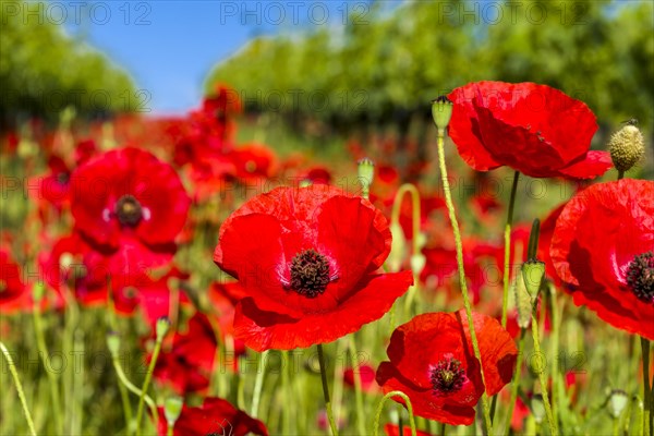 Close up of poppies
