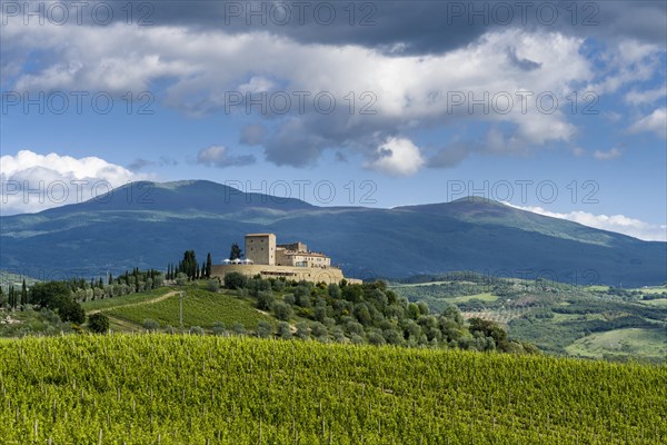 Typical Tuscany landscape in Val d'Orcia with wineyards