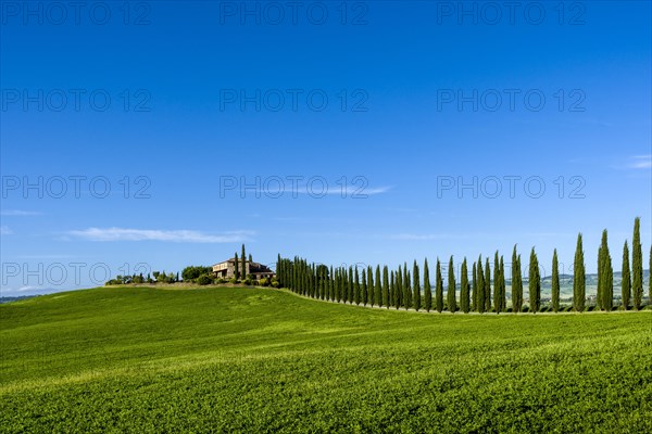 Typical green Tuscan landscape in Bagno Vignoni