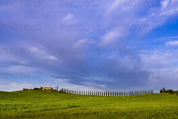 Typical green Tuscan landscape in Bagno Vignoni