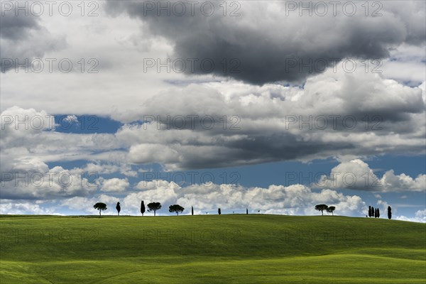 Typical green Tuscan landscape in Val d'Orcia with fields