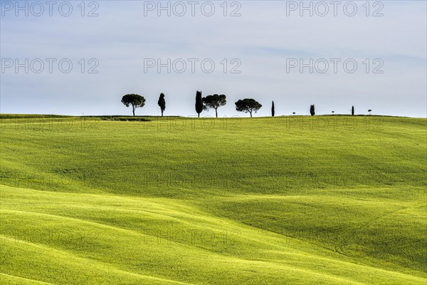 Typical green Tuscan landscape in Val d'Orcia with fields