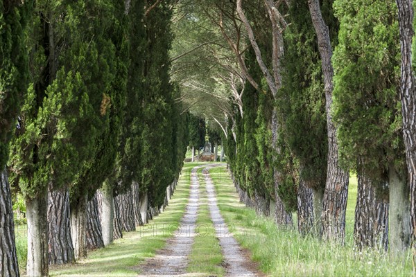 Alleyway with green pine trees and cypresses