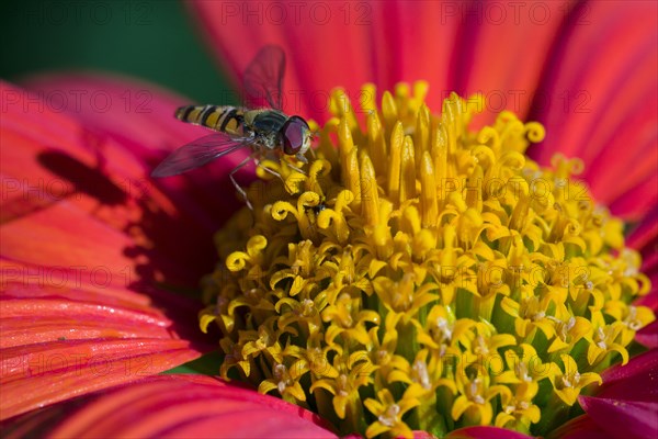 Common Hoverfly (Eupeodes corollae) is collecting nectar from a red yellow flower blossom