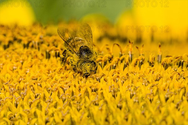 Carniolan honey bee (Apis mellifera carnica) is collecting nectar at a common sunflower (Helianthus annuus) blossom