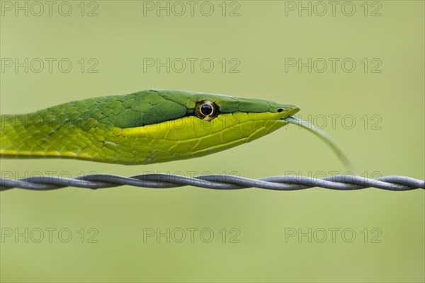 Green Vine Snake (Oxybelis fulgidus)