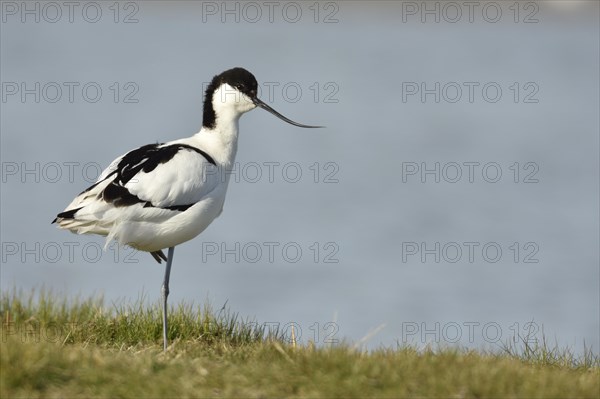 Avocet (Recurvirostra avosetta) in breeding plumage