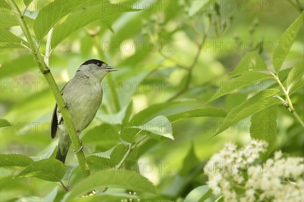 Male blackcap (Sylvia atricapilla) sitting in blooming elderberry (Sambucus nigra)
