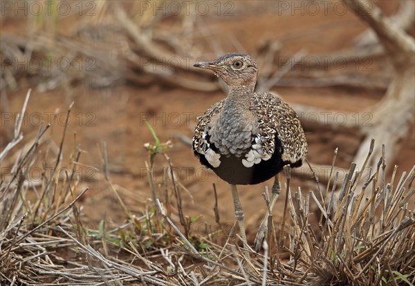Red-crested Korhaan (Lophotis ruficrista)