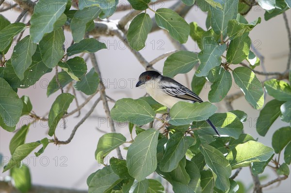 Northern Puffback (Dryoscopus gambensis)