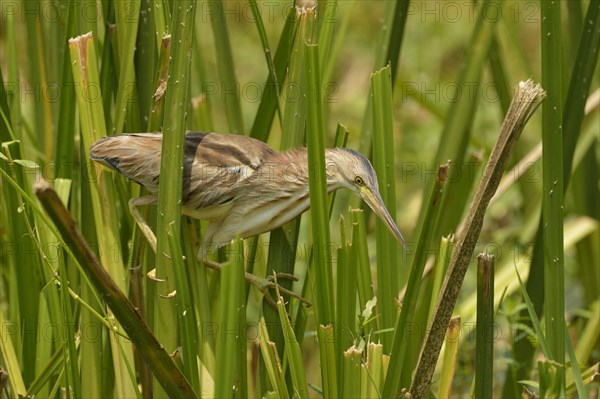 Yellow Bittern (Ixobrychus sinensis)