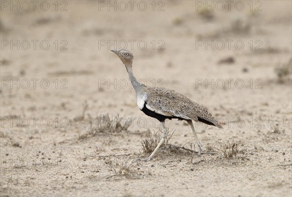 Buff-crested Bustard (Lophotis gindiana)