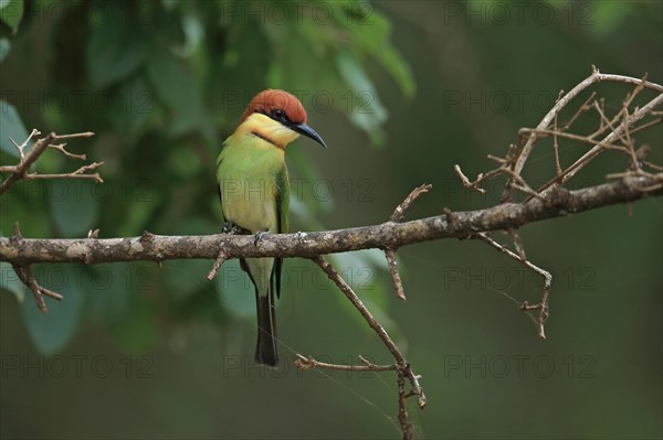 Chestnut-headed Bee-eater (Merops leschenaulti)