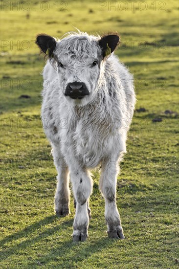 Calf in the meadow