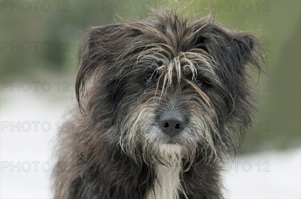 Pyrenean Shepherd