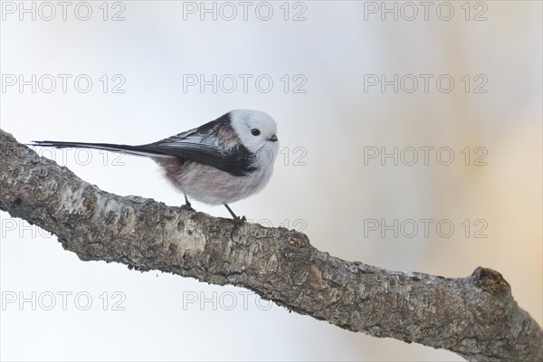 Long-tailed Tit (Aegithalos caudatus caudatus)
