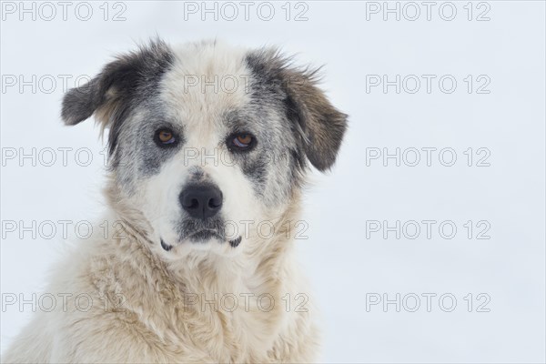 Young Maremma Abruzzo Shepherd Mongrel (Canis lupus familiaris)
