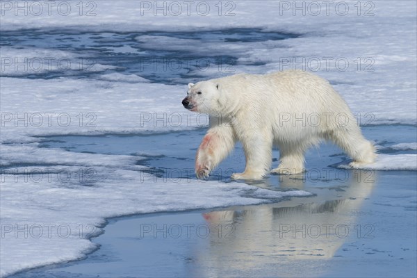 Male polar bear (Ursus maritimus) on ice