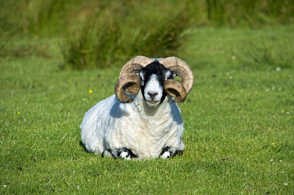 Scottish Blackface sheep
